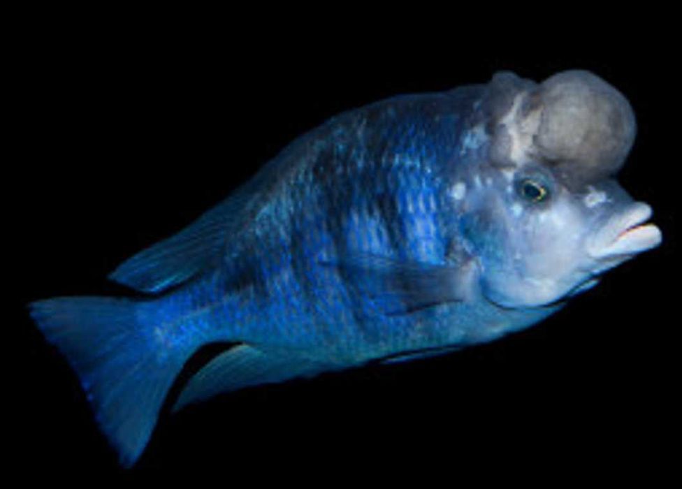 Cyrtocara moorii - Pyszczak DELFINEK - Delfin - dowóz, wysyłka.