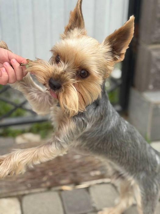 Йорк шукає дівчинку.