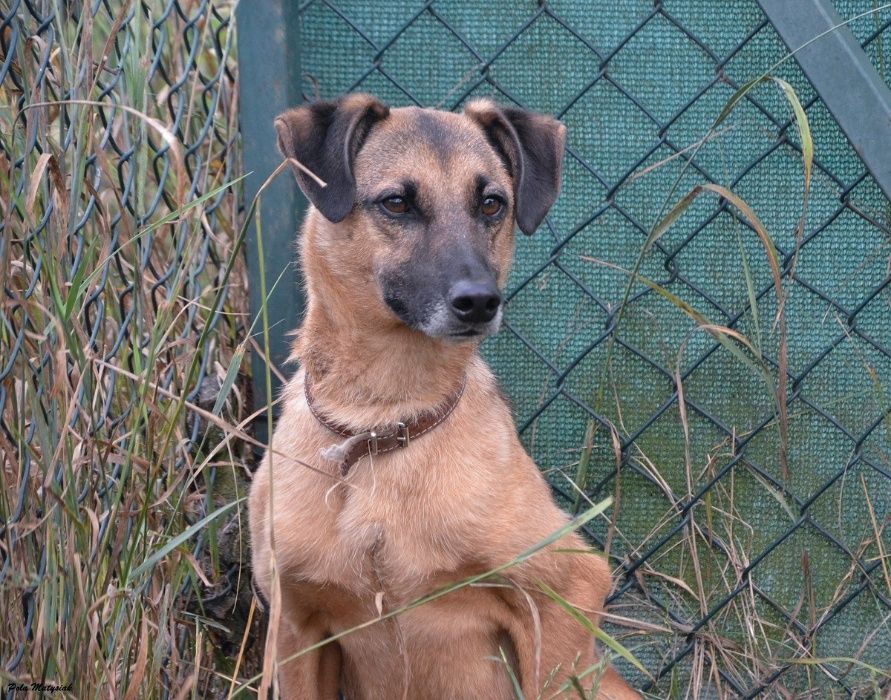 Średniej wielkości, 5-letni Alvis szuka domu!