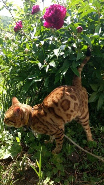 бенгальский кот чемпион