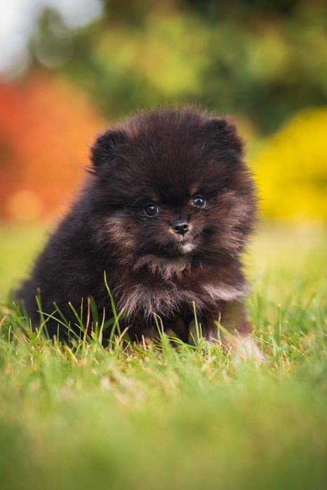 Pomeranian piesek szpic miniaturowy czarny podpalany black and tan