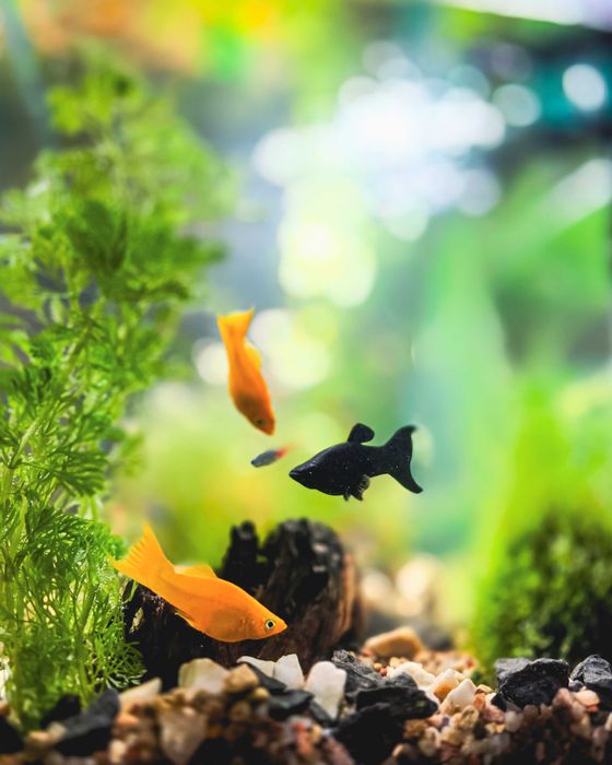 Oddam w dobre ręce 4 samce molinezji