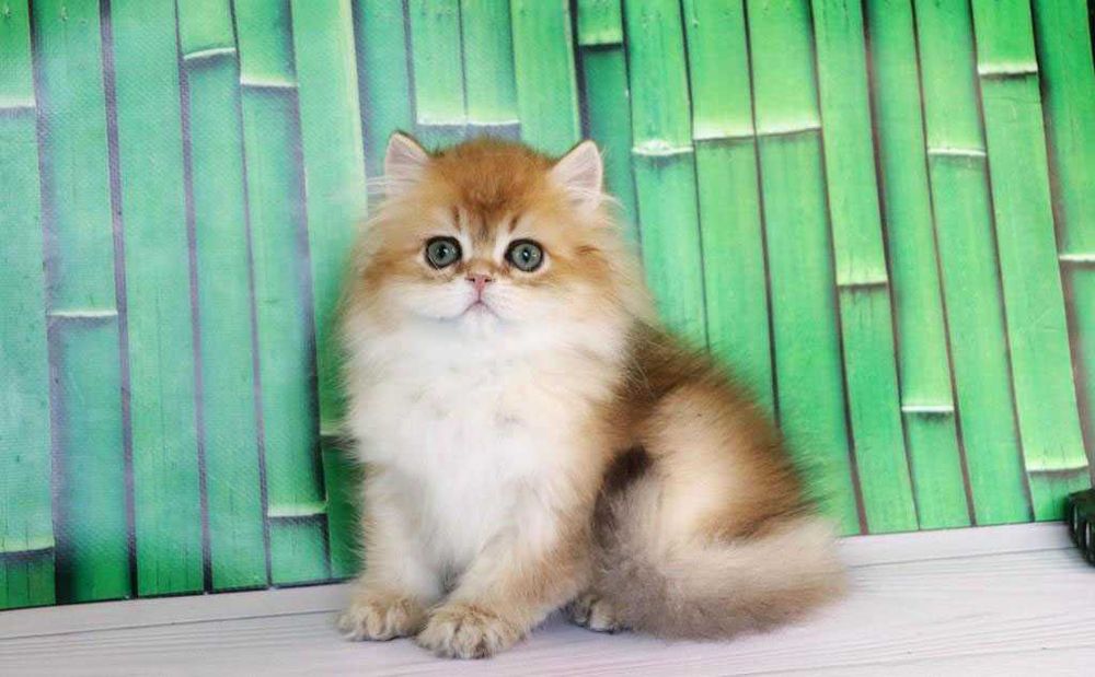 Продам британскую кошечка в золотом окрасе