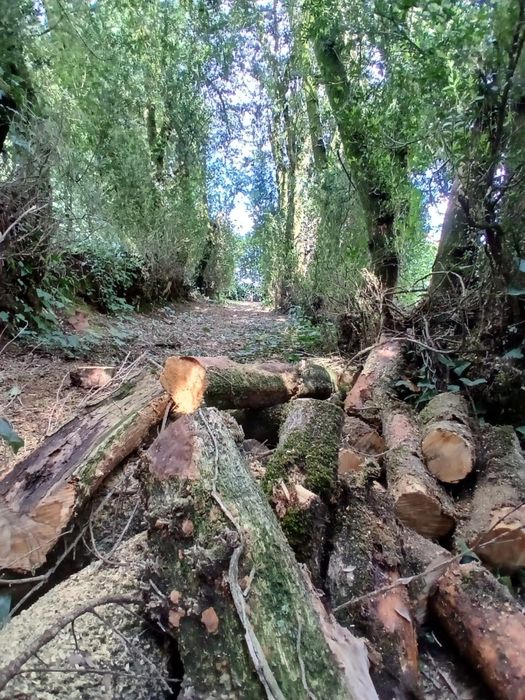 Limpeza de Terrenos , Jardinagem , Podas
