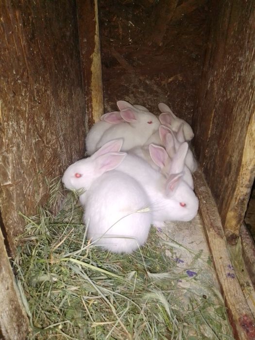 Кролі, кролики, термонці