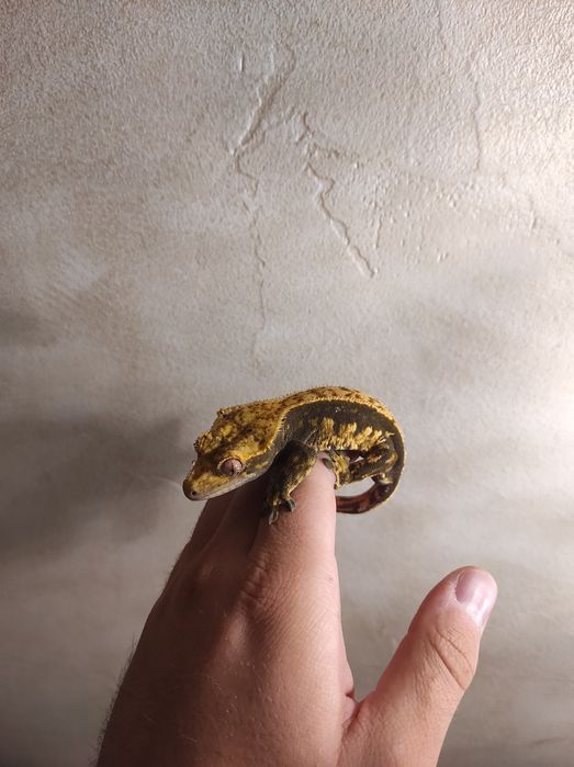 Gekon orzęsiony samiec