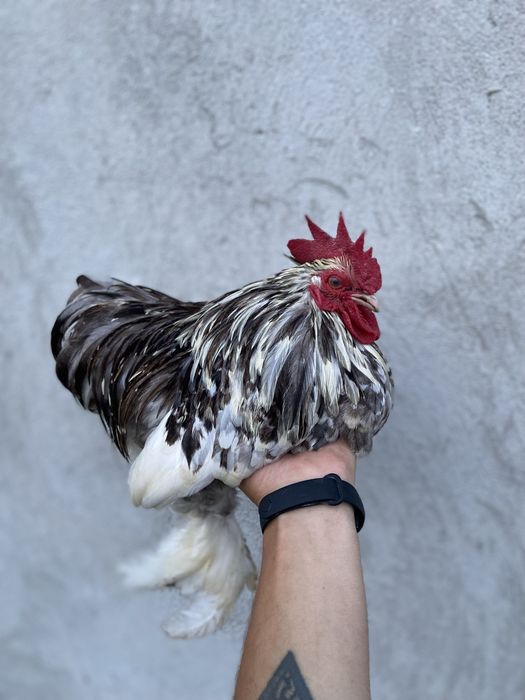 Інкубаційне яйце