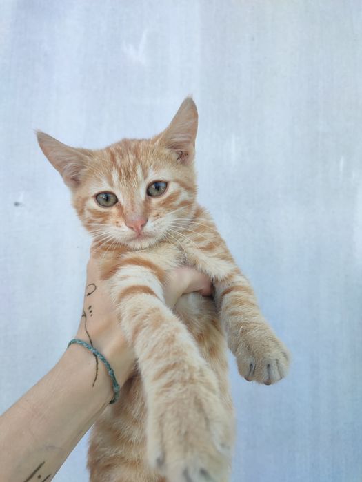 Кошеня в добрі руки