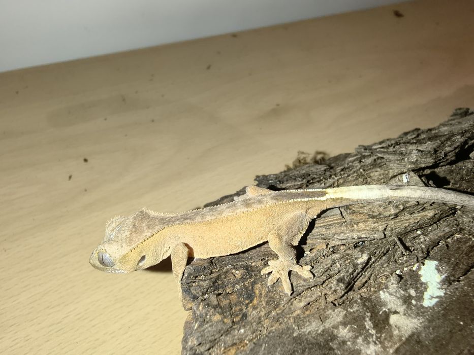 Gekony orzęsione młode