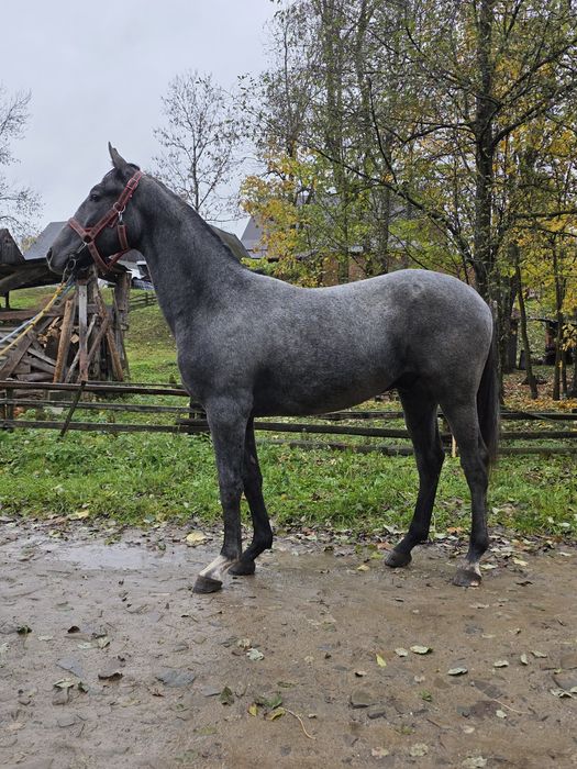 Siwy Walaszek śląski