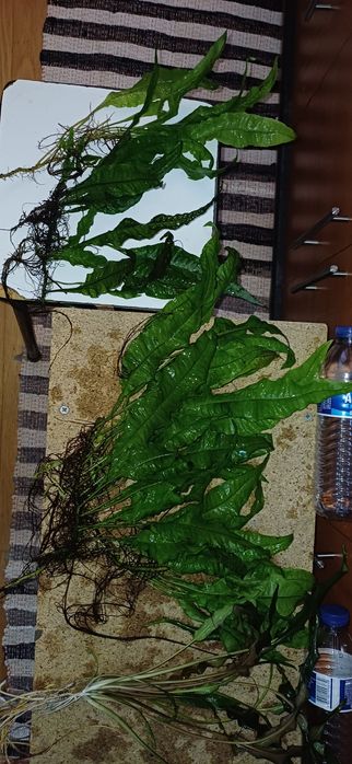 Plantas aquário baixa manutenção.