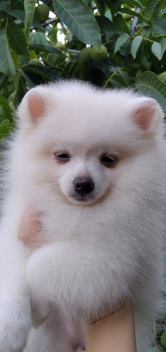 Маленька світленька