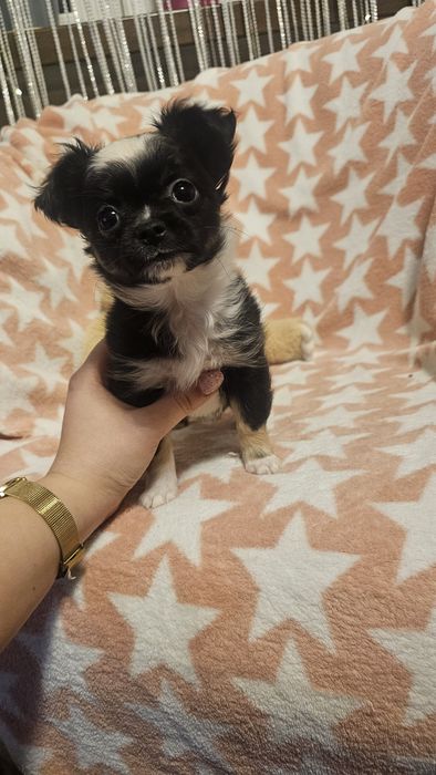Chihuahua mini długowłosy – czarno biały piesek | łódzkie