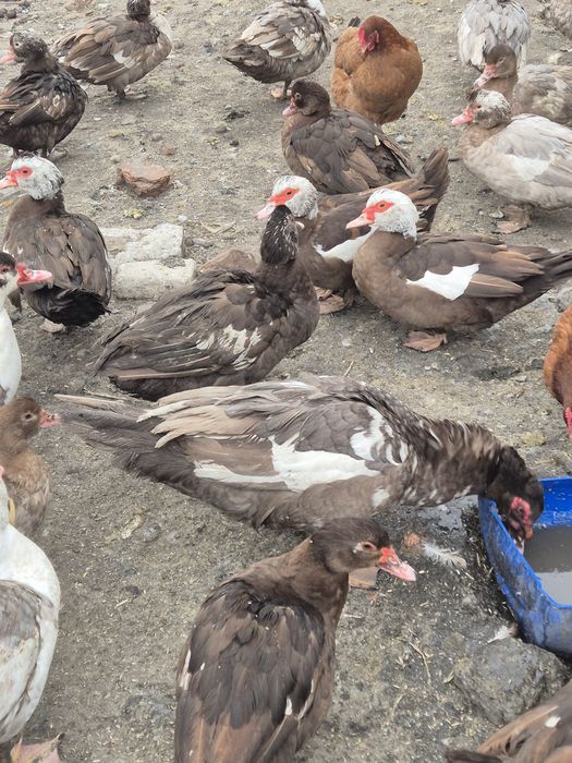 Kaczki piżmowe francuskie pekinki