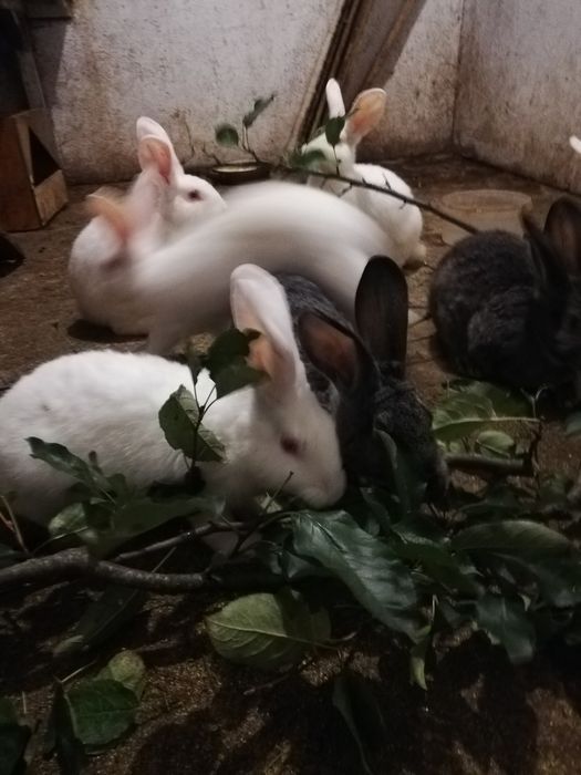 Продам пять покрити кролиць, дві шиншили, та три Біла Термон  покрита