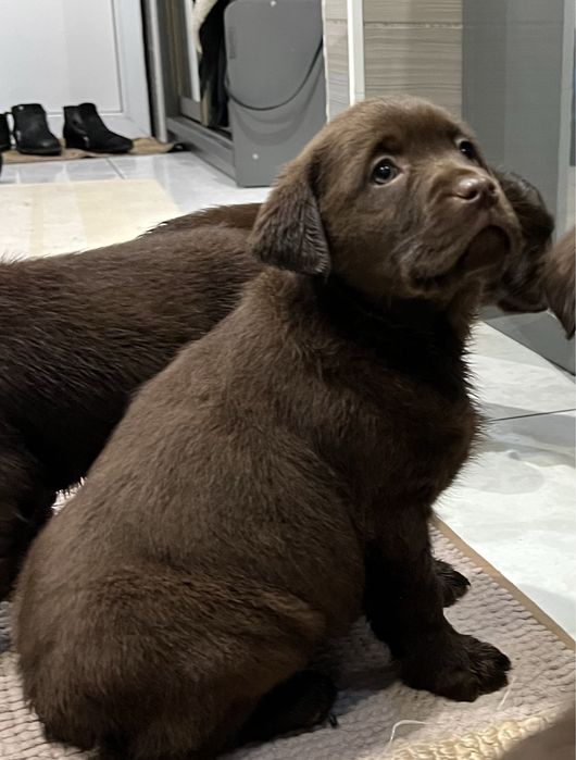 Бронь! Шоколадки! КСУ!