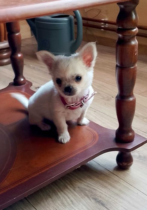 Chihuahua biały piesek długowłosy