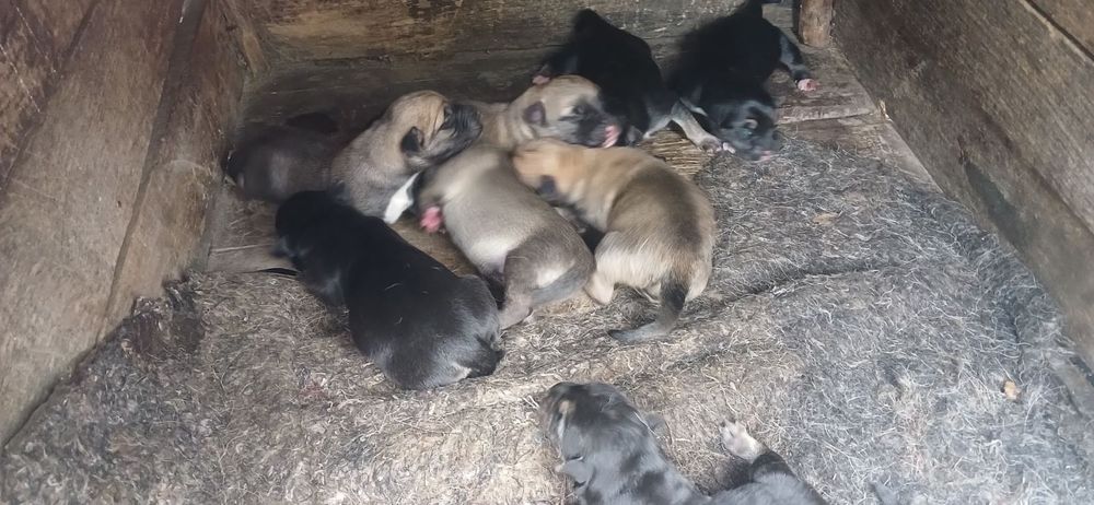 Щенята нiмецької вiвчарки