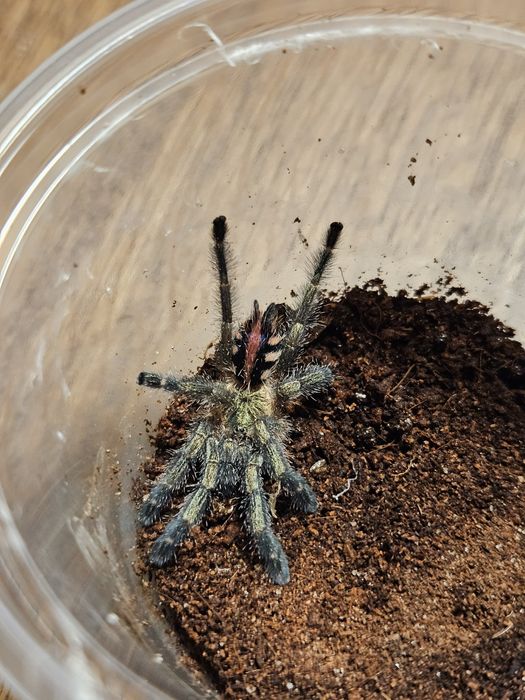 Ybyrapora diversipes L1