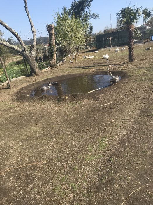 Patos mudos grandes criados ao ar livre