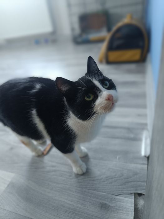 Kotka dosyć młoda szuka swojego domku