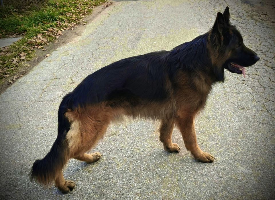 Owczarek niemiecki długowłosy