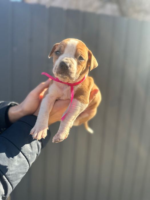 Стаффордширский терьер  Амстафф