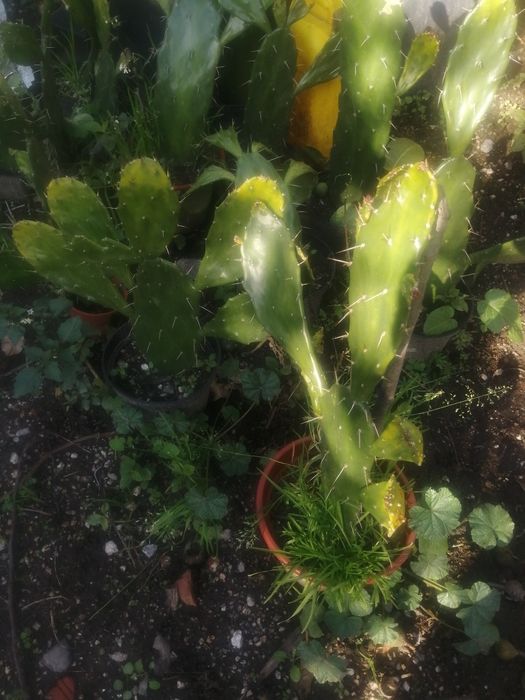 Várias plantas figueira da Índia..