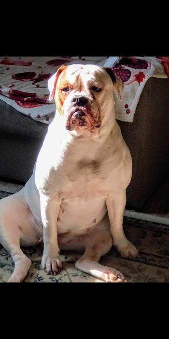 Buldog Amerykański (American bulldog)suczka