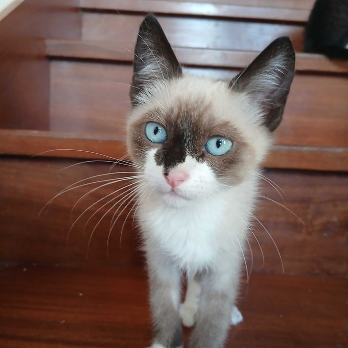 Gatinhos bebes muito meigos