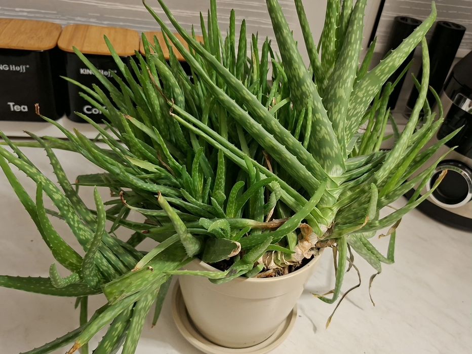 Aloes sadzonka ma 3 lata