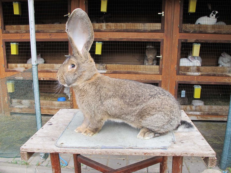продам кролики різних порід