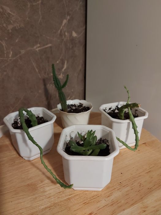 толстянка/цереус/ молочай / кактус / сукулент