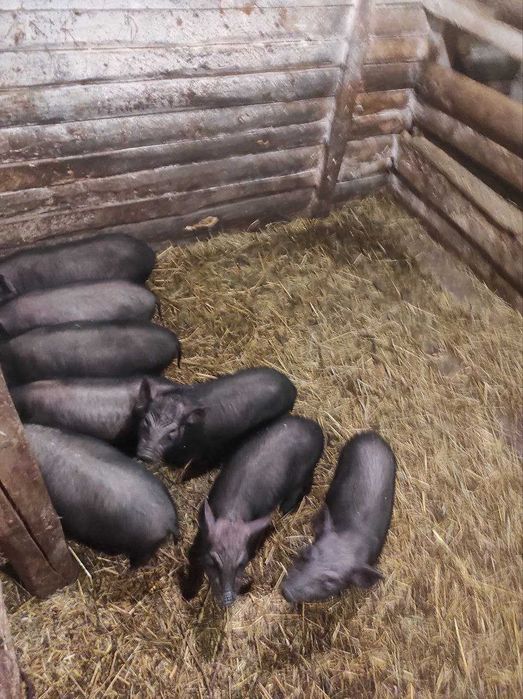 Продаются поросята вьєтнамської породи.