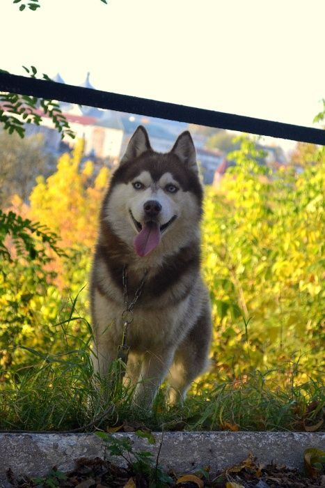 Шоколадний голубоокий хаскі КСУ