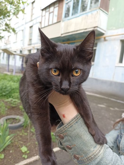 Кошенята шукають родину