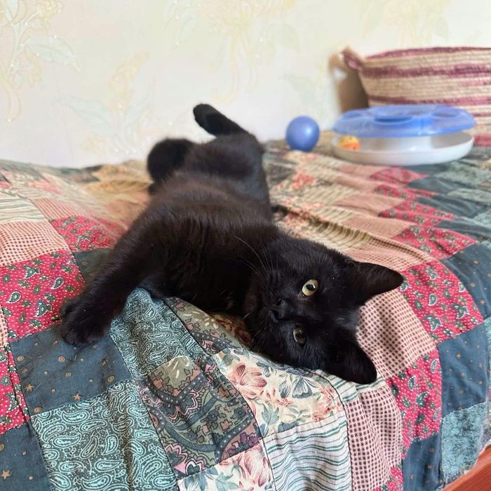 Багира, в хорошие ручки!