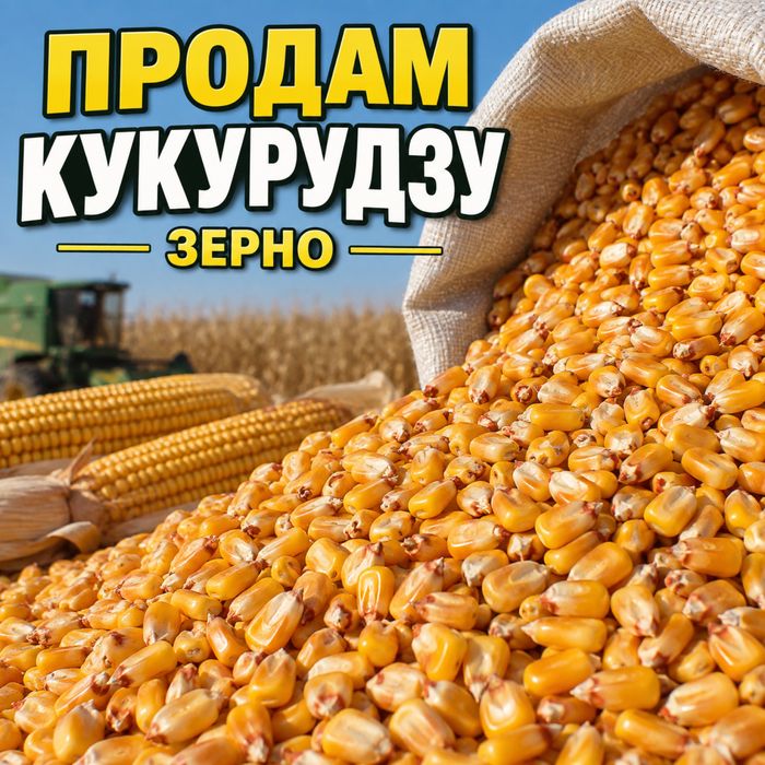 Продам зерно кукурудзу 2025 р 2 тонни