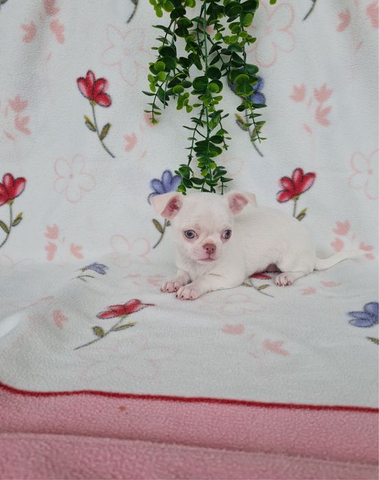 Excecional mini menina Chihuahua.Chiuaua,Qualdd linhagemRussa