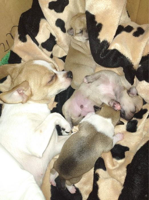 Палевый Соболь развязан кобель чихуахуа ищет невесту случка вязка