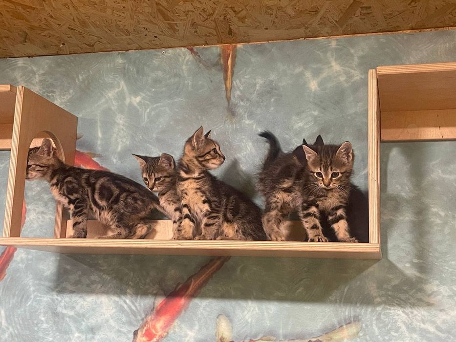 Красивые котята ищют дом