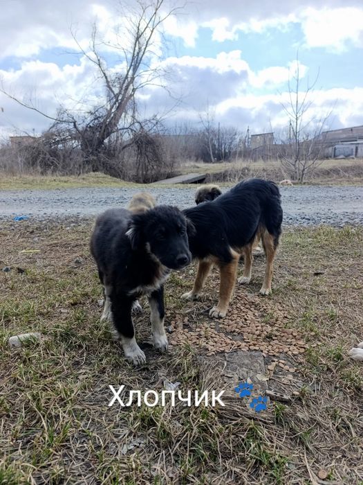 2 хлопчика, та 2 дівчинки шукають родини