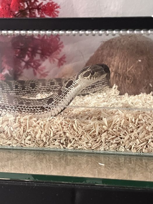 Wąż hognose cały zestaw
