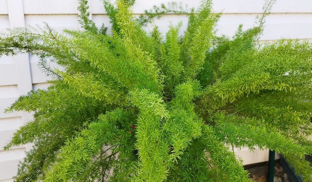 Аспарагус Мейера, свежие семена