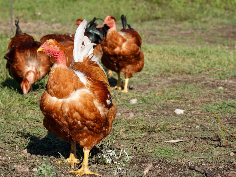 GALOS CAPÕES 100% BIOLÓGICOS (Galos castrados de forma artesanal)