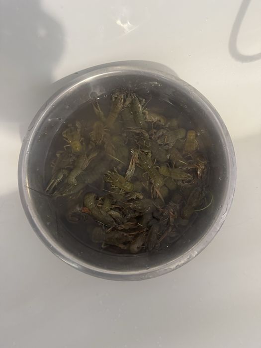 Продам річкові раки