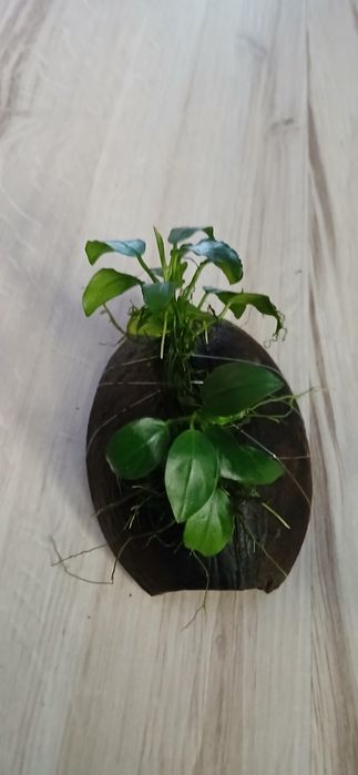 Anubias z koksem