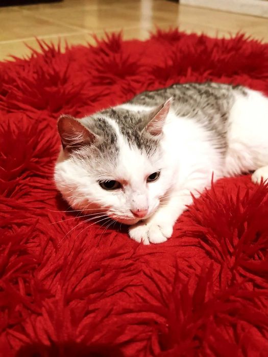 Kocurek Ptyś szuka domku