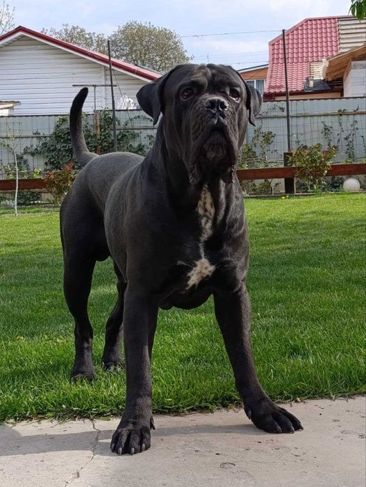 В'язка. Кане корсо. Красень з документами КСУ, чекає свою красуню.