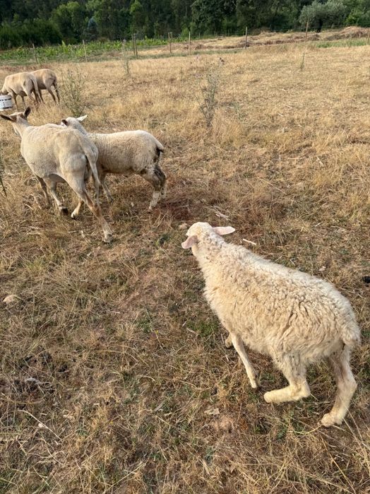 Borrego Inra 401 Romeno